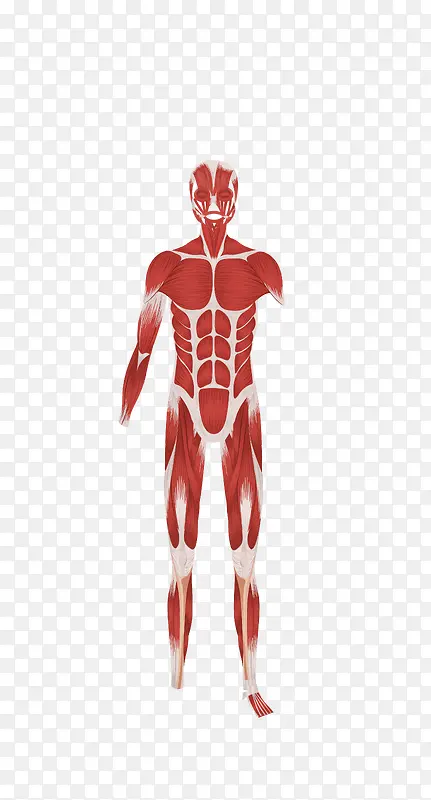矢量高清人体肌肉解剖图下载