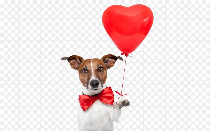 戴着红色领带拿着红色气球的狗
