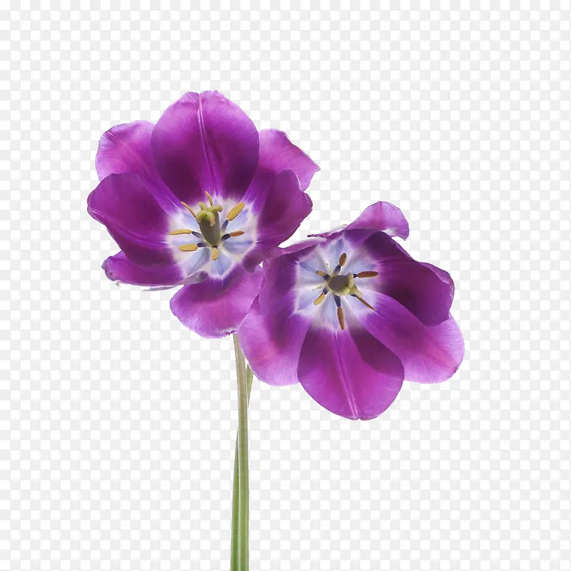 两朵紫色的花
