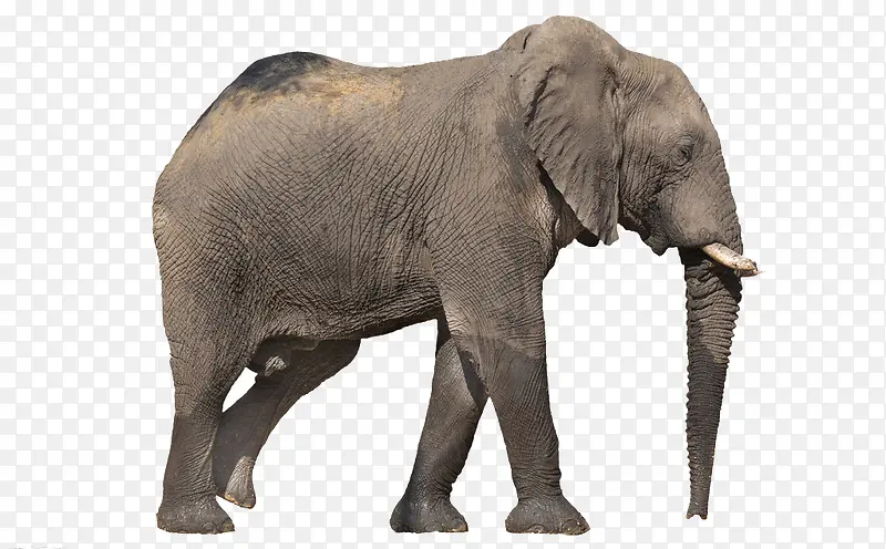 侧面灰色大象