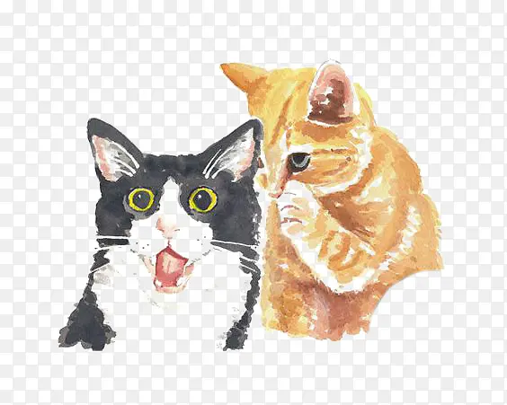 猫咪