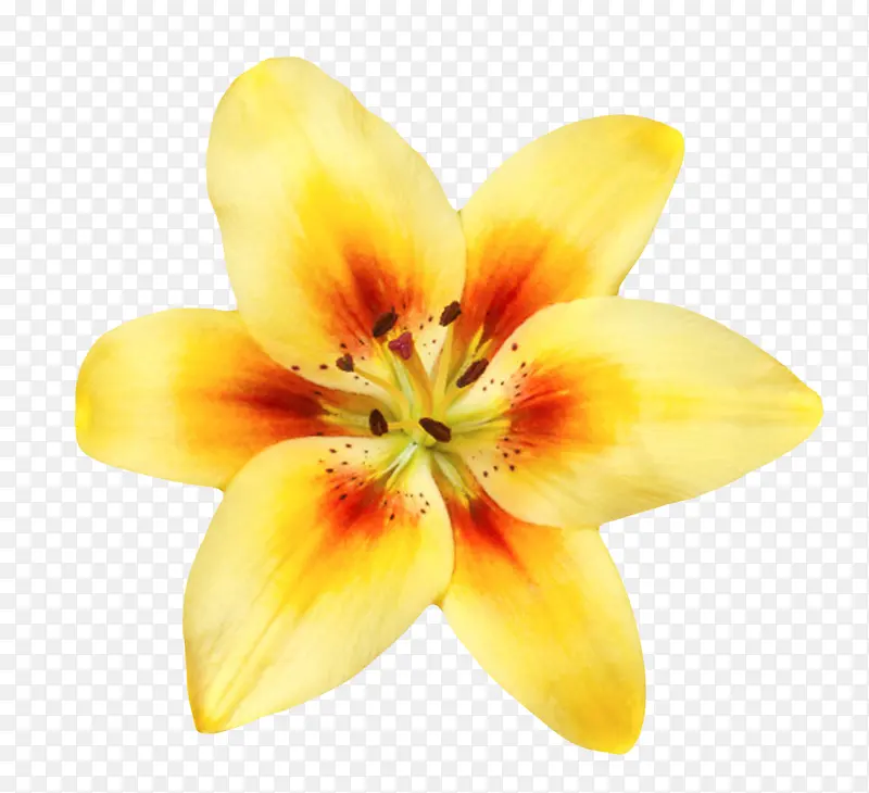 黄色有观赏性兰花一朵大花实物