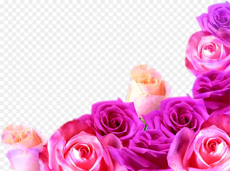 粉色高清玫瑰杂志插图