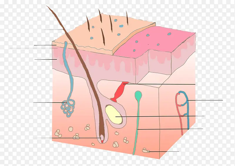 生物学皮肤组织