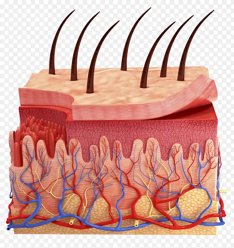 人体肌肉结缔组织图片