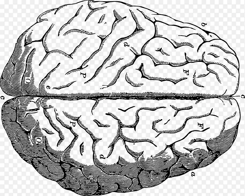 头部大脑