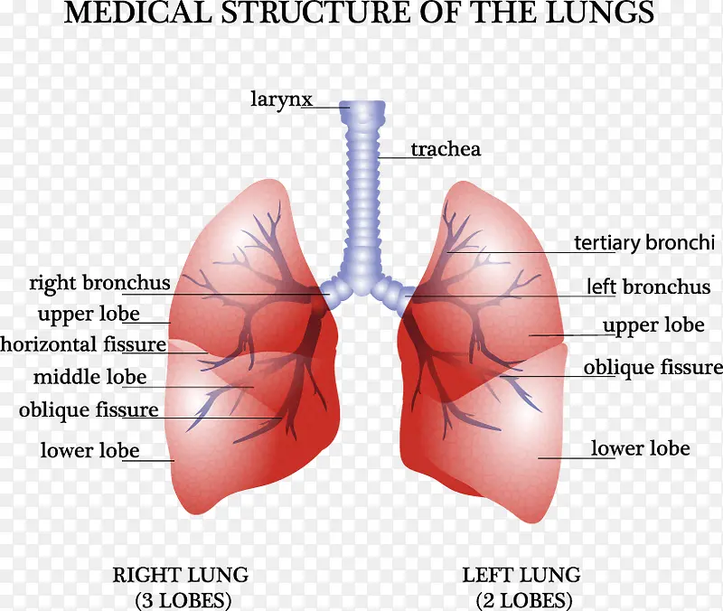 装饰肺部分析图