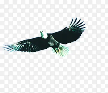 在天空中展翅高飞的老鹰