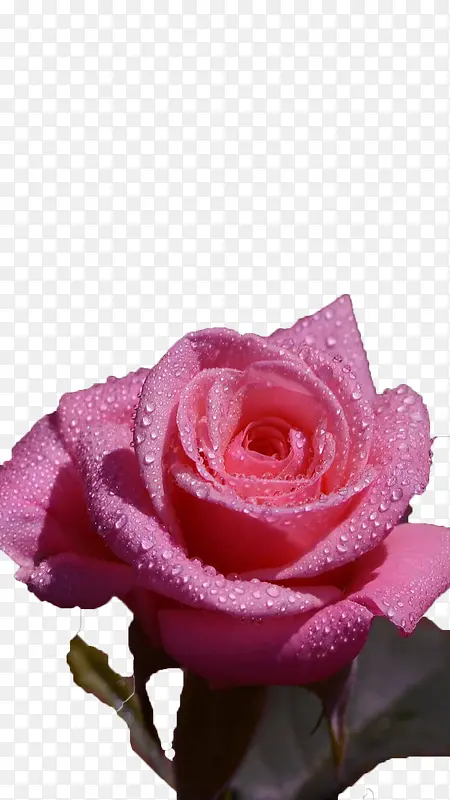 沾有露水的粉色玫瑰
