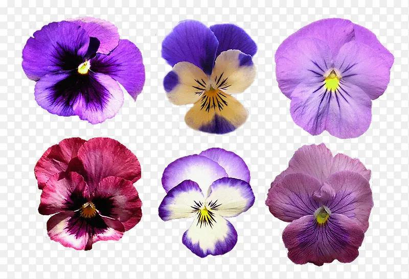 花卉图案鲜花海报背景 紫色梦幻