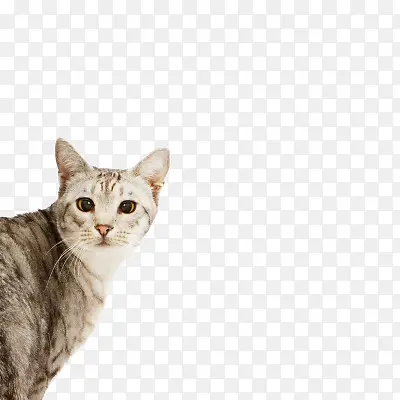 宠物猫