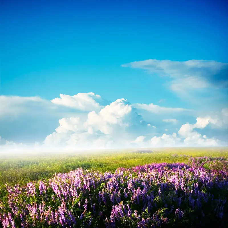 蓝天下的紫色花丛草原海报背景