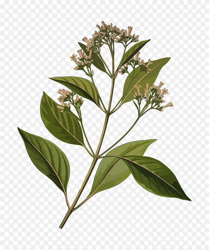 绿色植物枝条