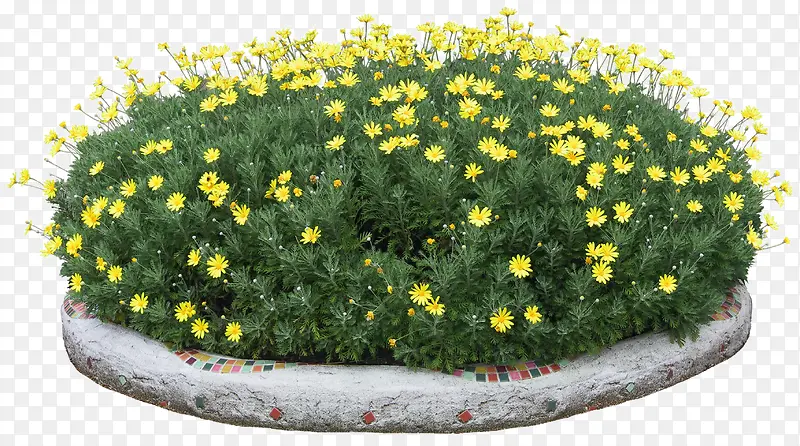 黄色小花花坛美景