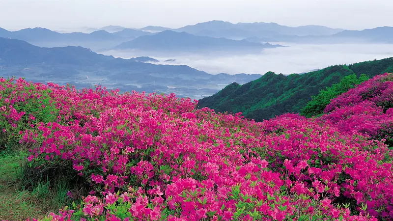 大山唯美花朵白云