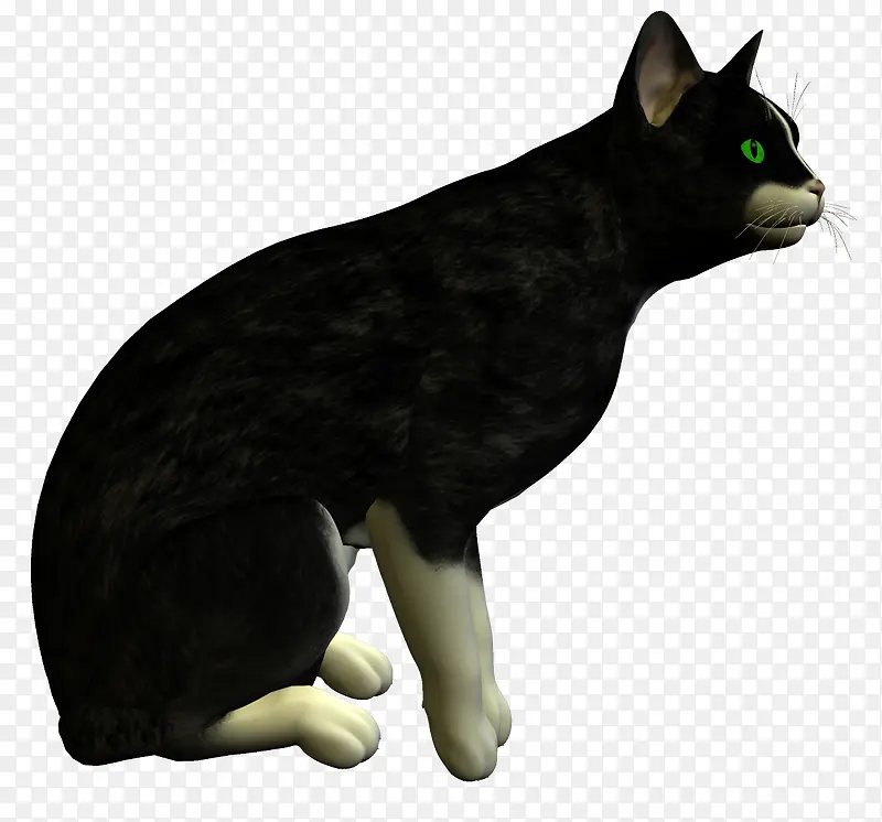 猫咪