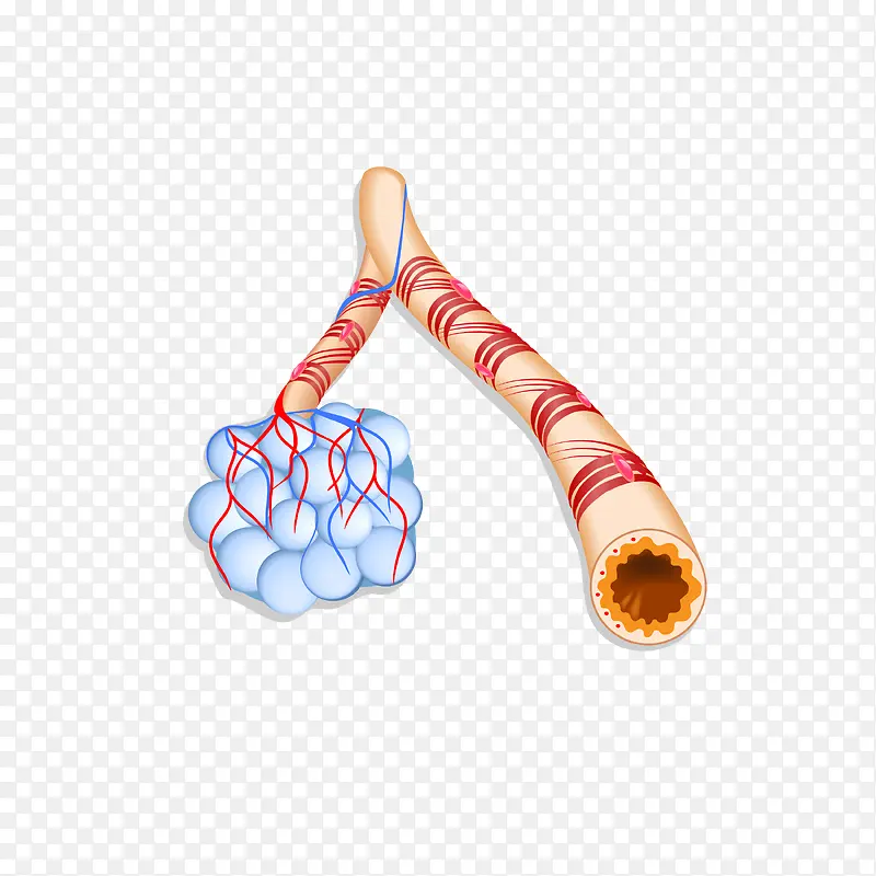 卡通人体气管血管矢量图