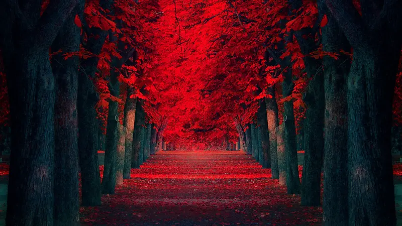 古老的红色树叶小路