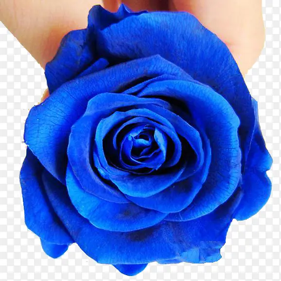 蓝色的玫瑰