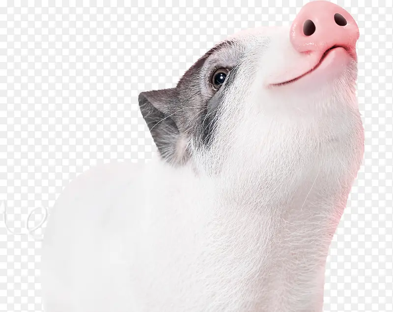 2019猪年新年海报装饰