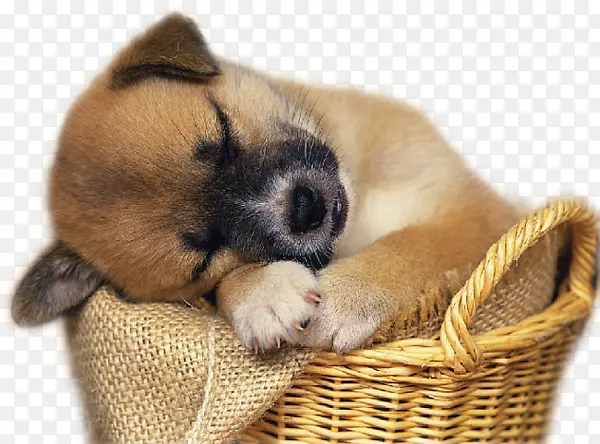 在筐子里睡觉的小狗