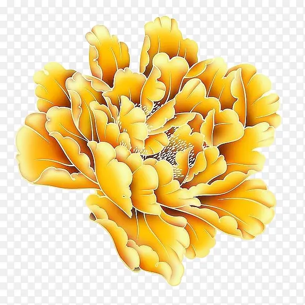 一朵金色金边牡丹