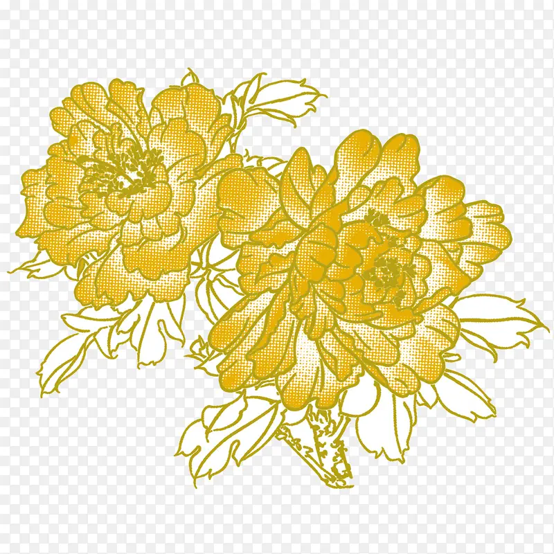 两朵金边牡丹