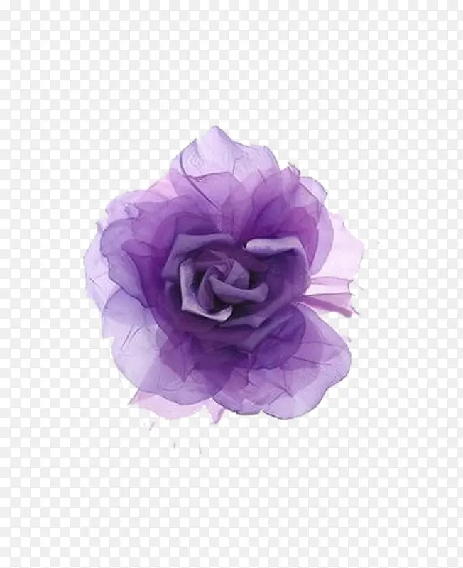 怒放的紫色木芙蓉花