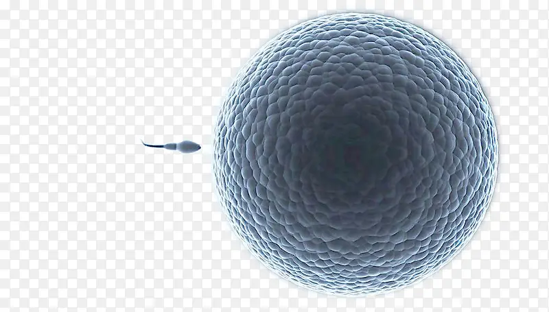 生物卵细胞
