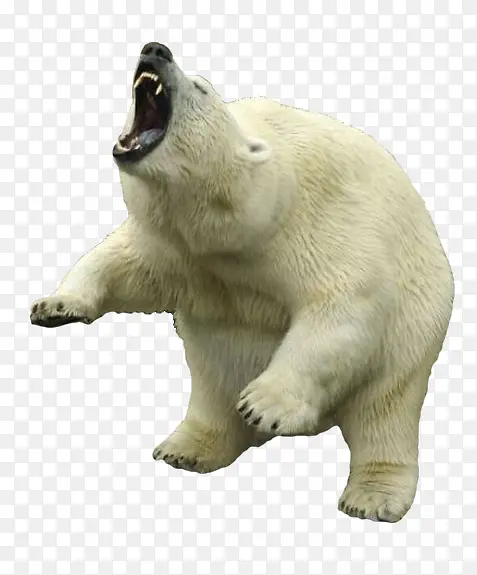 咆哮的北极熊