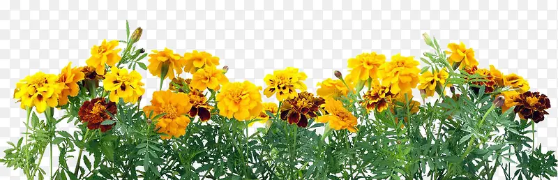 黄色菊花丛