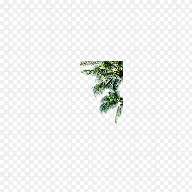 海南椰树素材