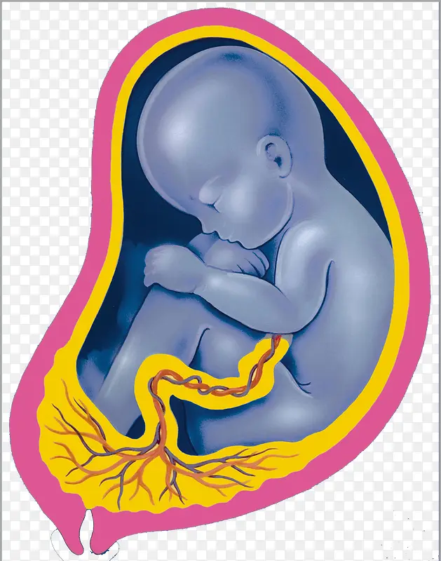 睡觉的胎儿