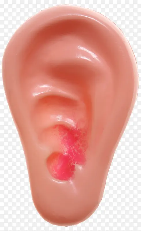 人体耳朵模型