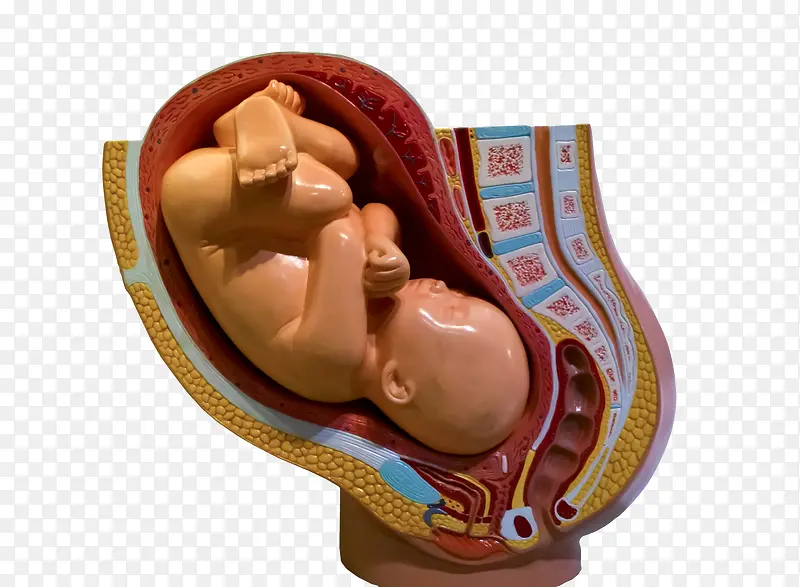 胚胎模型