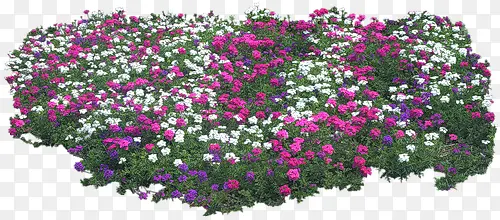 白粉紫花海图片