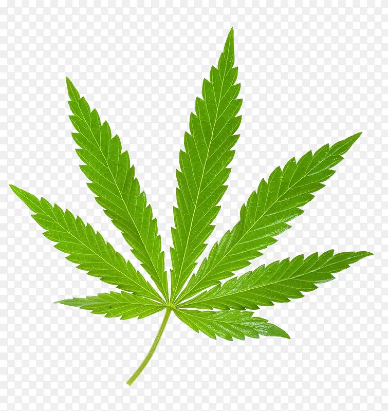 印度大麻嫩叶