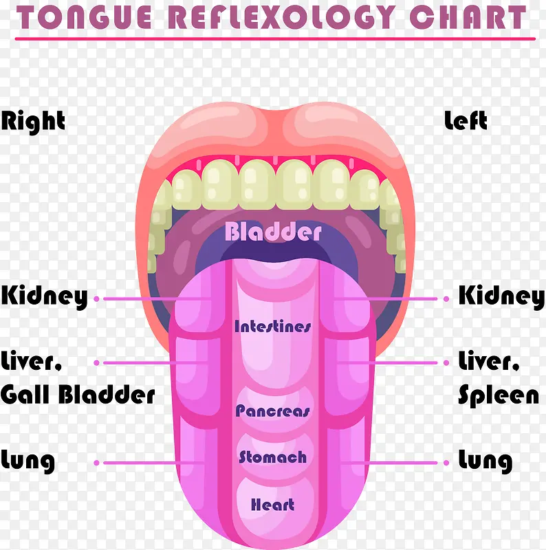 舌头与人体对应的器官