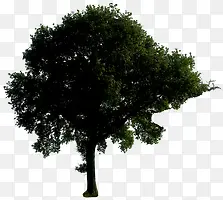 墨绿色的树png素材