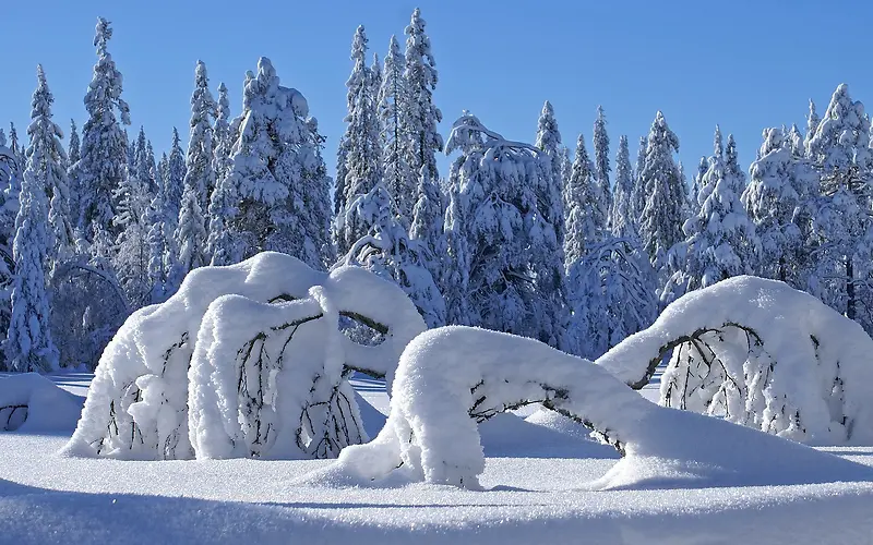 高清雪后的大树冰花