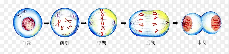 生物医学细胞分裂过程