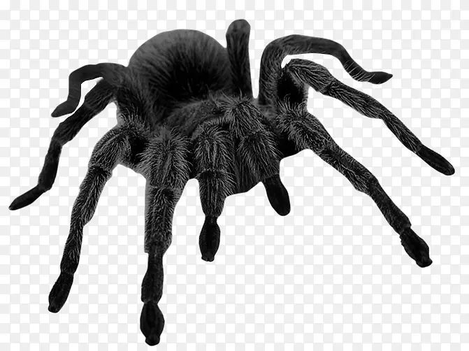 黑色的大蜘蛛