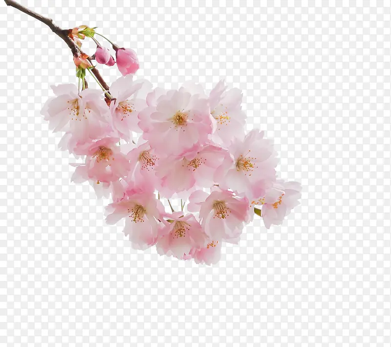 粉嫩梨花