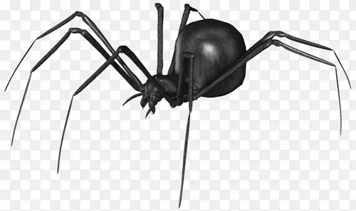 黑色的超大蜘蛛