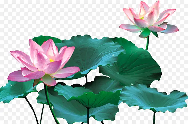 粉色莲花免费下载