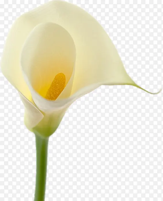 白色马蹄莲花