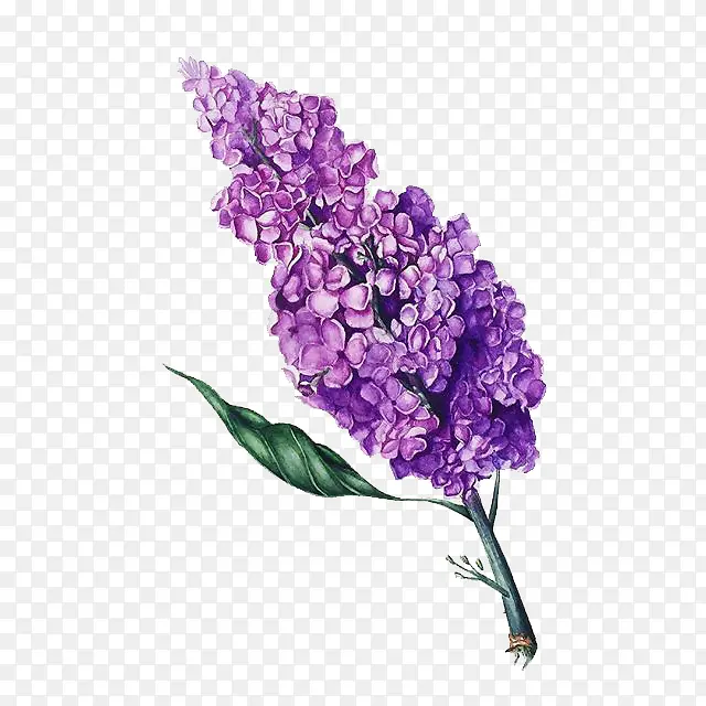 紫色小花水彩插画