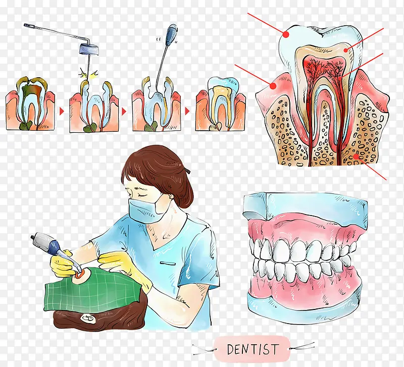 牙医医疗插图