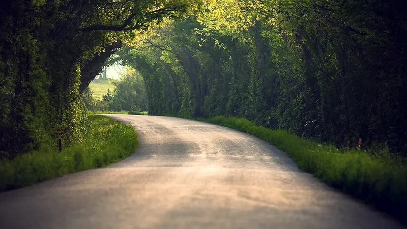 绿色隧道道路植物高清壁纸