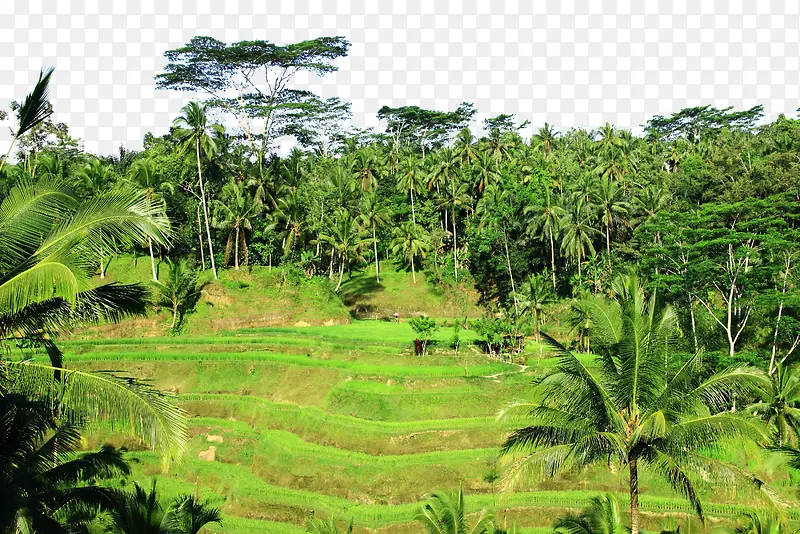巴厘岛德哥拉朗梯田图片